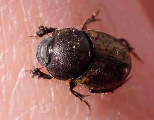Réf. 350 824 : Onthophagus similis